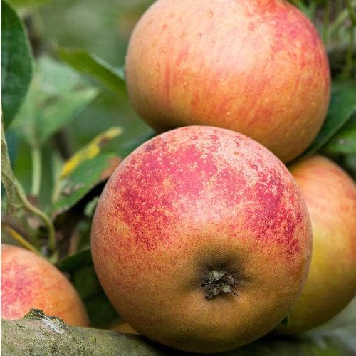  Apple Ross Nonpareil