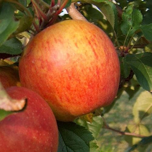  Apple Rubinette
