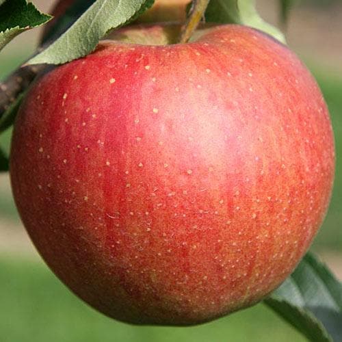  Apple Rubinette