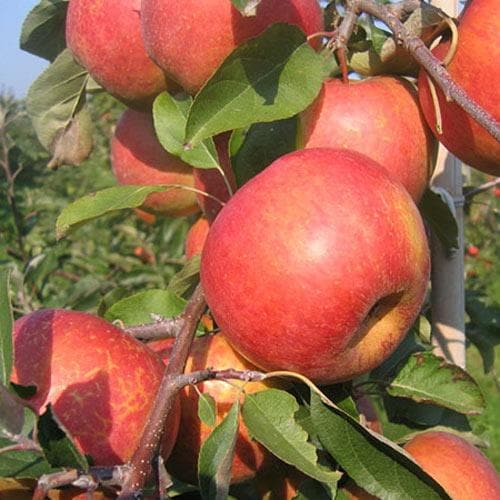  Apple Rubinette