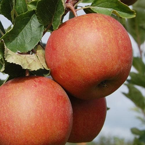  Apple Rubinette
