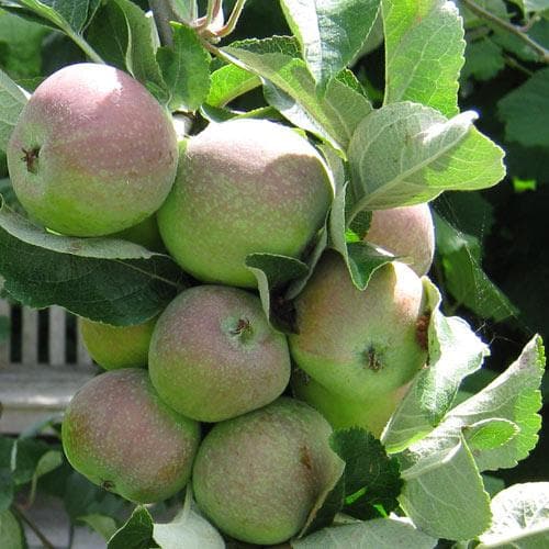  Apple Scarlet Crofton