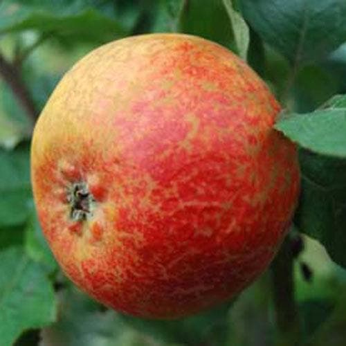  Apple Scarlet Crofton