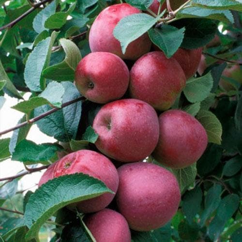  Apple Spartan