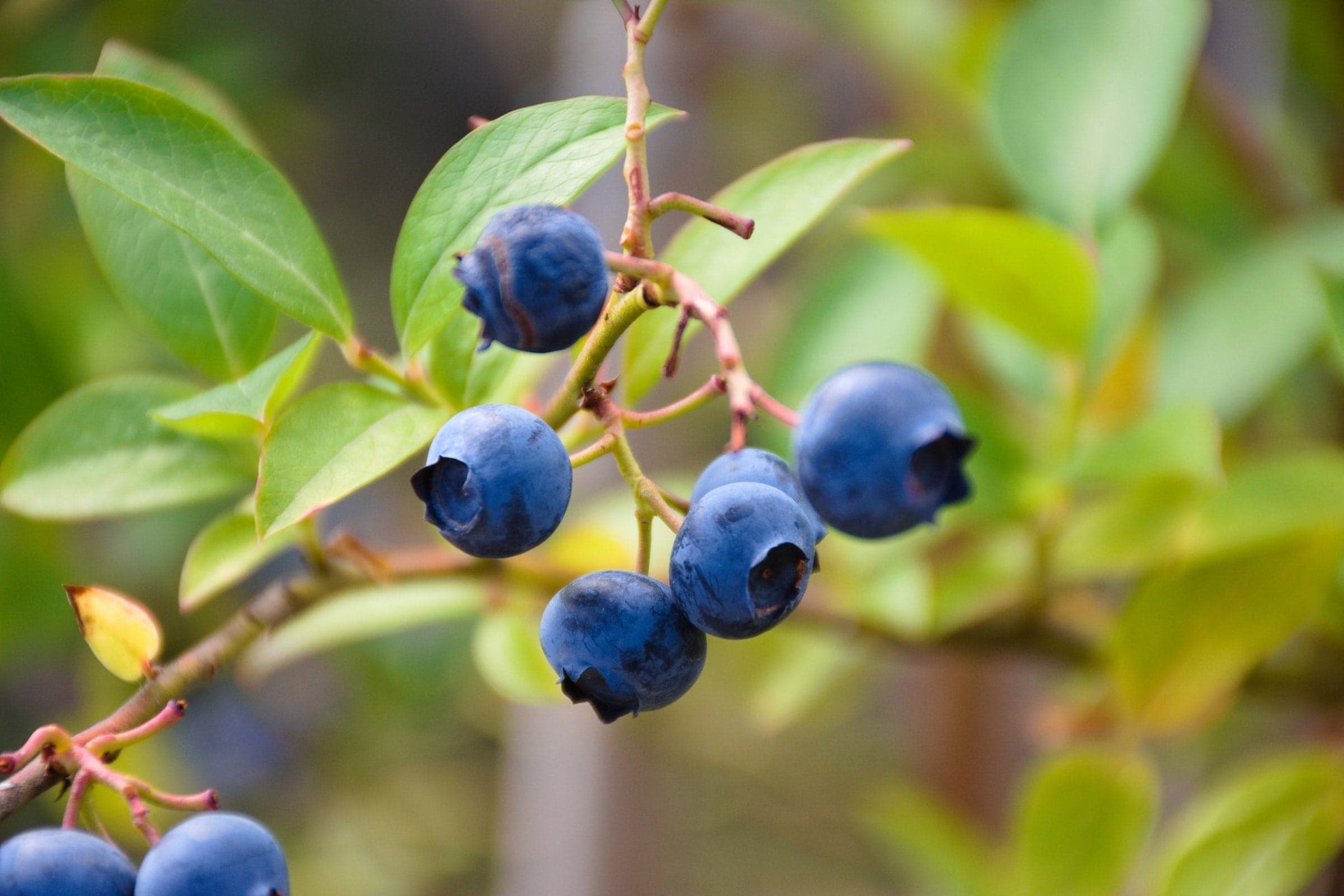  Blueberry Brigitta
