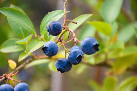  Blueberry Brigitta