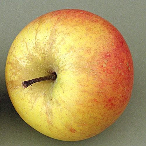  Apple Sunset