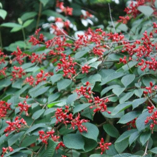  Viburnum Plicatum Dart's Red Robin