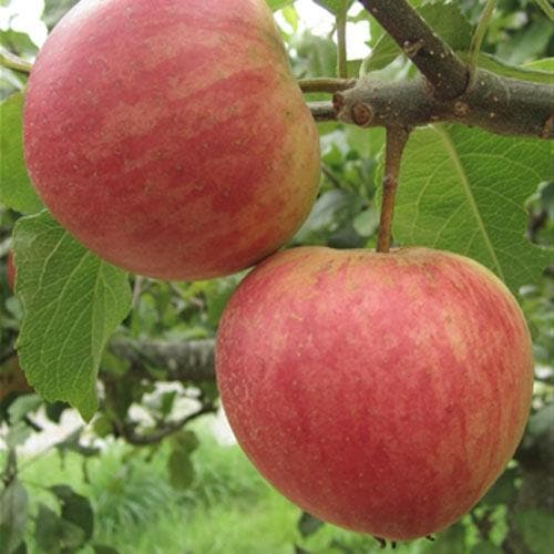  Apple Widow's Friend