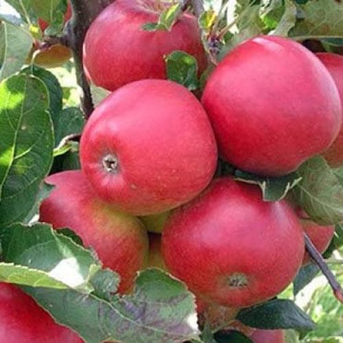  Apple Winston