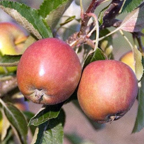  Apple Winter Gem