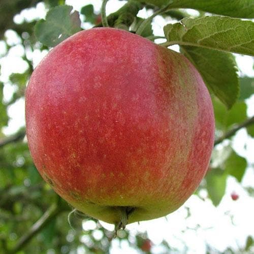  Apple Worcester Pearmain