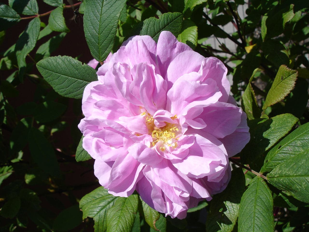  Rosa Thérèse Bugnet